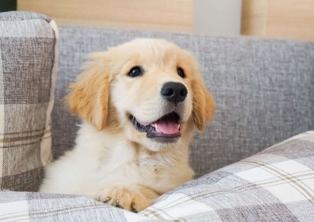 puppy